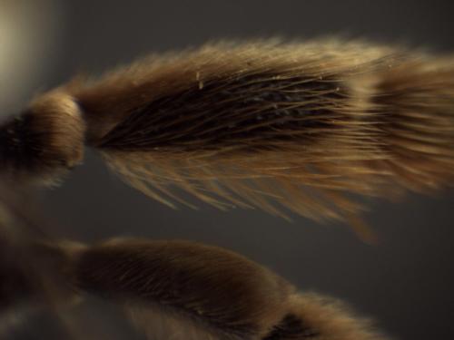 Eucera longicornis
